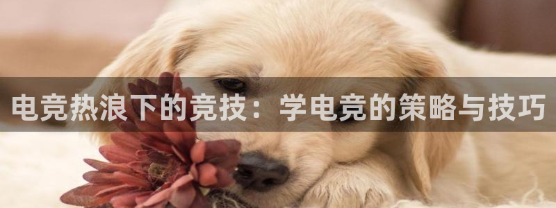 多宝电竞入口：电竞热浪下的竞技：学电竞的策略与技巧